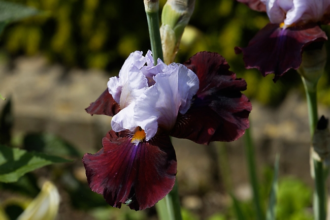 Jardin des Impressionnistes-MAI14-024